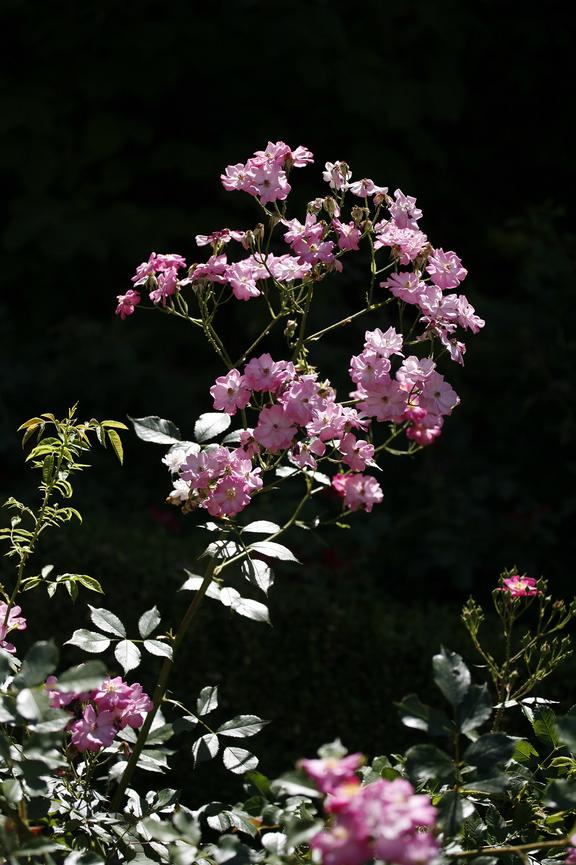 Blume vor schwarzem Hintergrund