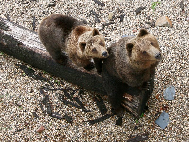 Die Bären Bea und Benno schauen direkt in die Kamera