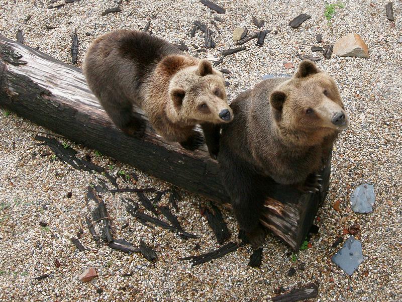 Die Bären Bea und Benno schauen direkt in die Kamera